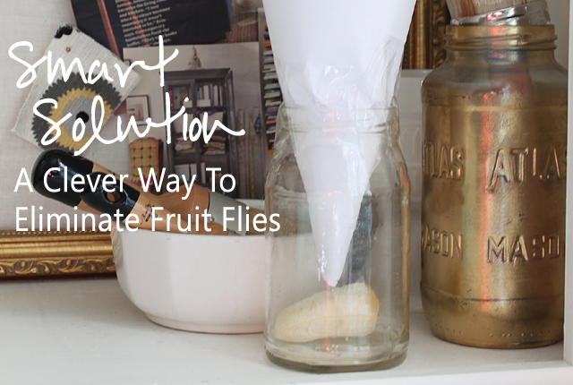 I Tested 4 Zero-Cost Methods for Trapping Fruit Flies in the Kitchen—and  Found One Clear Winner