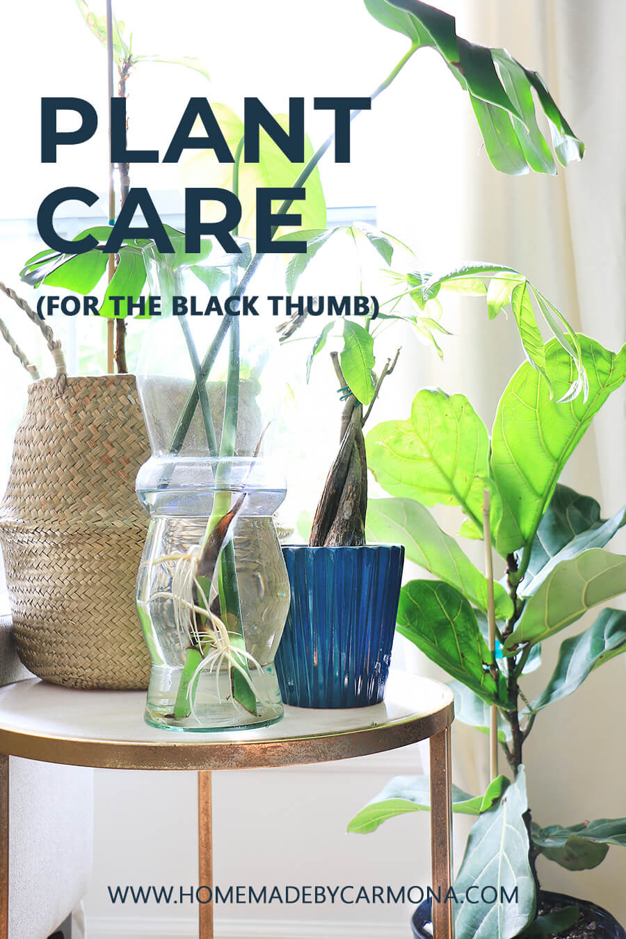 Houseplants-cared-for-in-jar