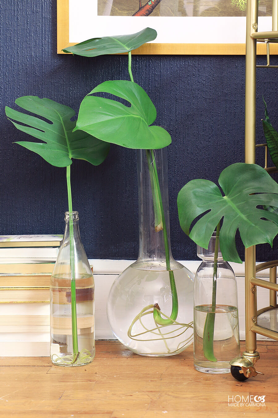 Philodendron-cuttings-with-root