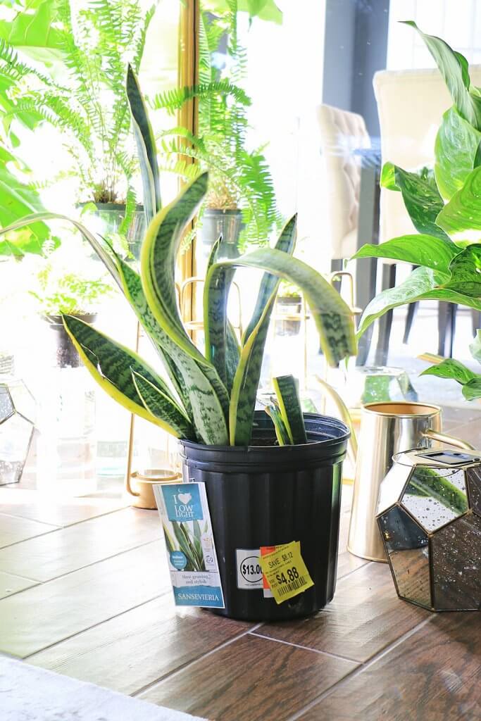 Snake plant with sale sticker