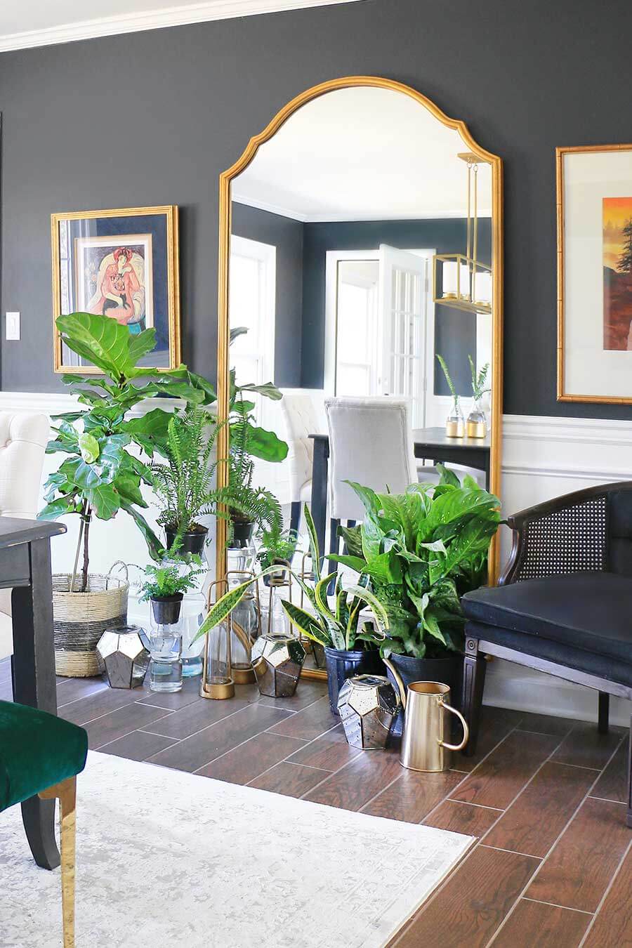 Houseplants in dining room