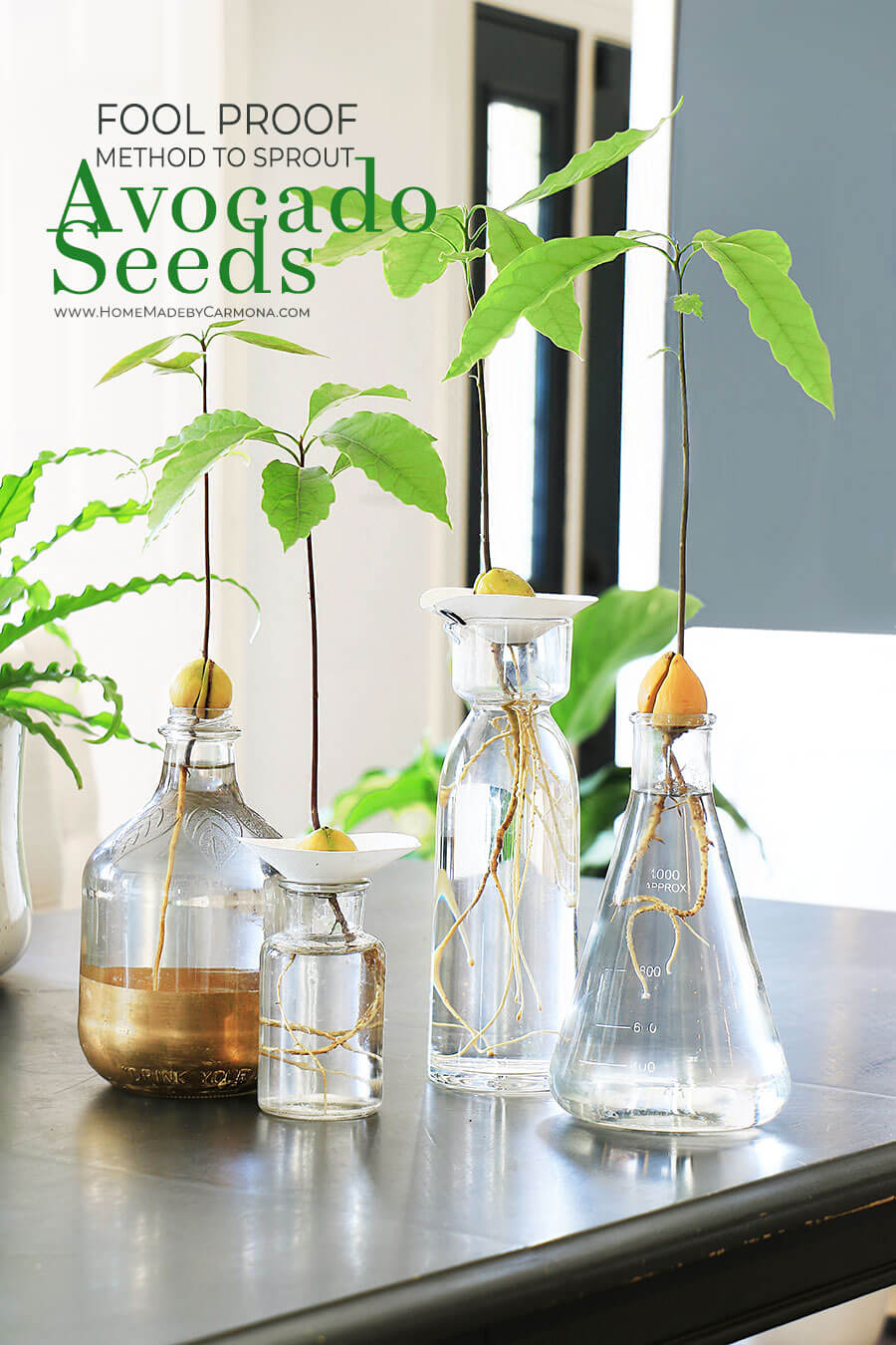 Fool-Proof-Method-to-Sprout-Avocado-Seeds