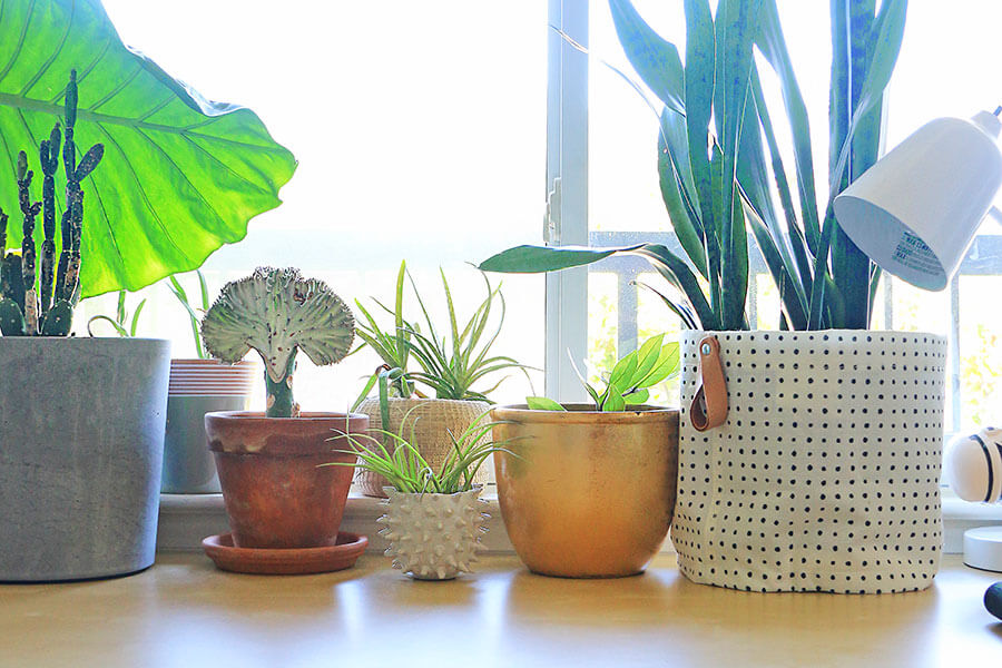 Plants-on-a-windowsill
