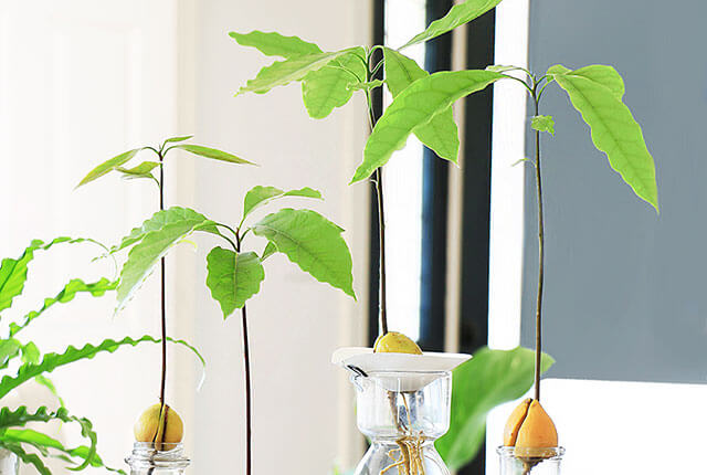 How to Grow an Avocado Tree