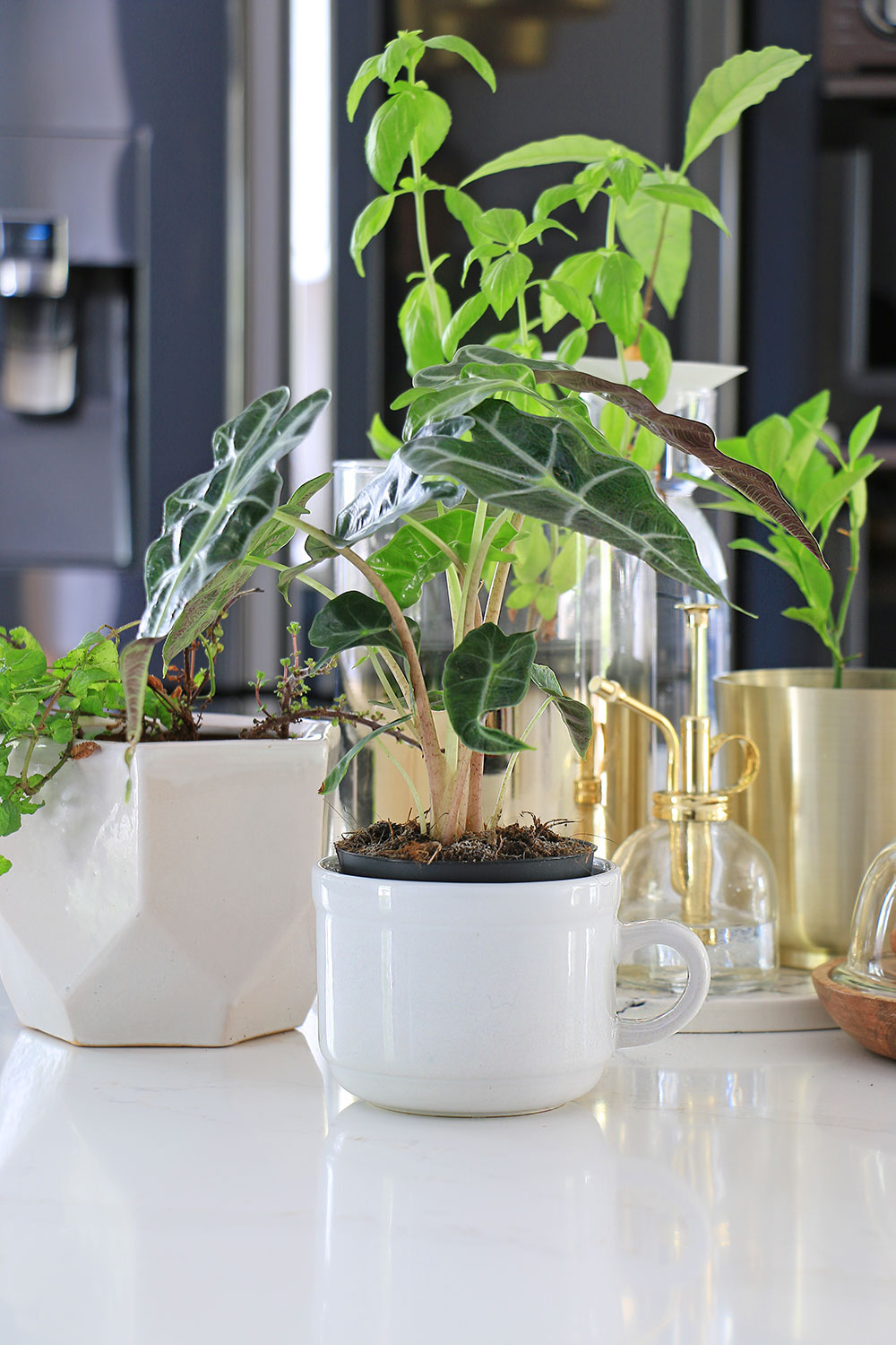 Potted-plants-on-countertop