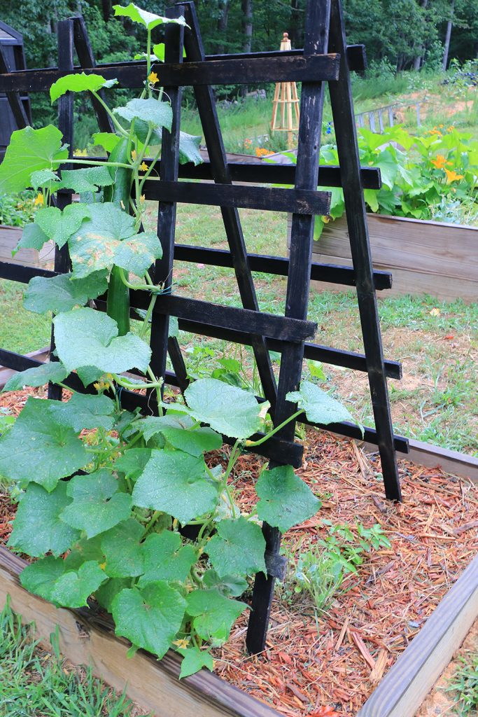 Raised bed with cucumber plant and trellis