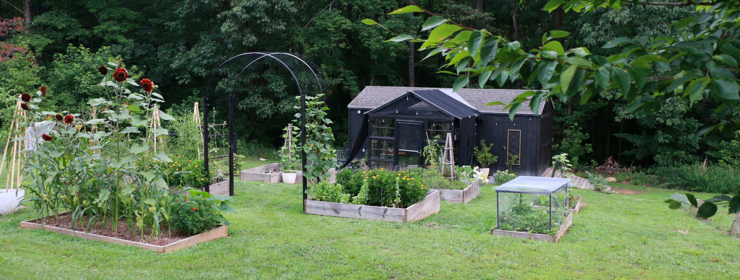 16 Backyard Vegetable Garden Ideas for Beginners