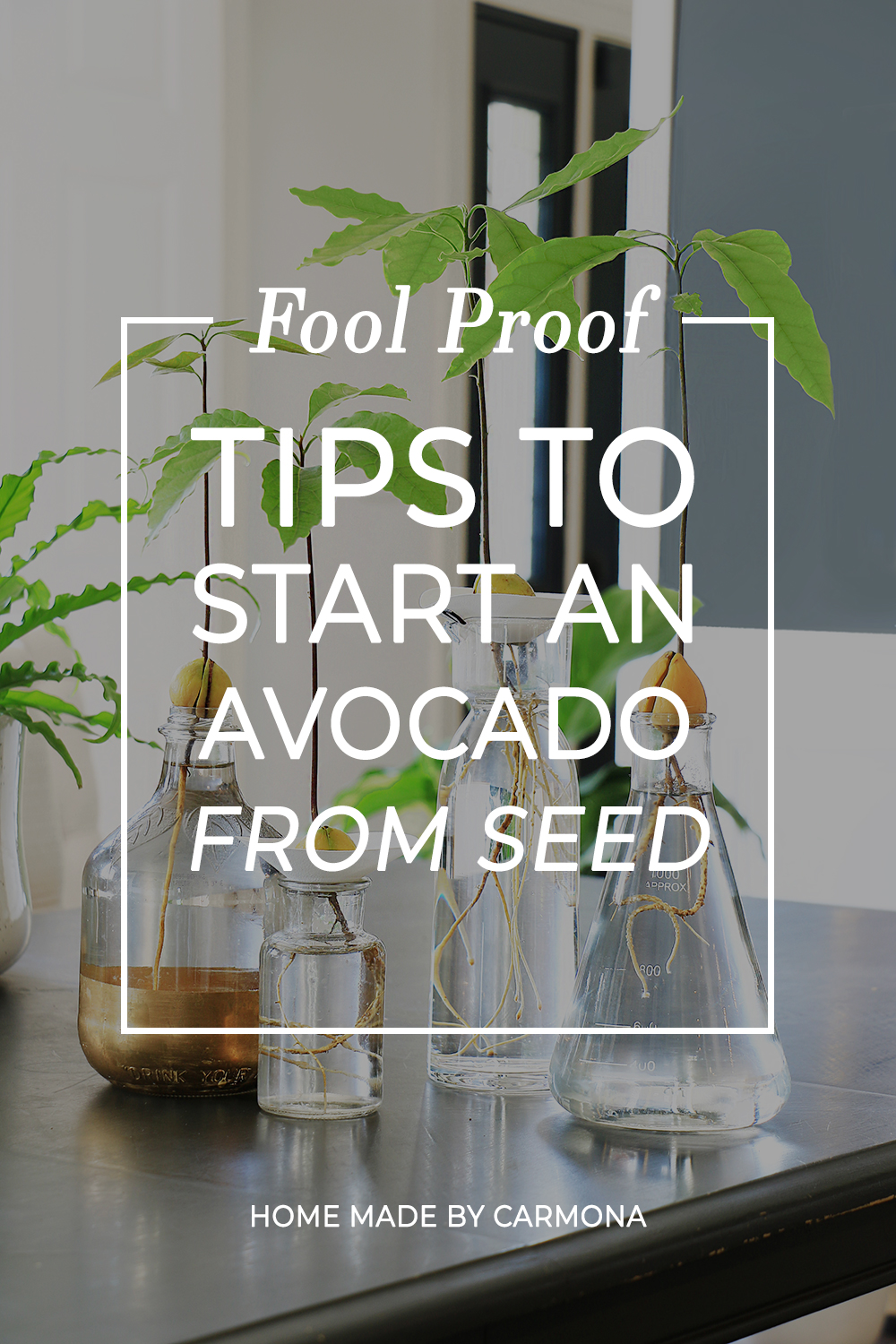 Fool proof methods to grow an avocado from seed
